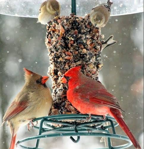 Bugs, Nuts, & Fruit Cylinder - Small