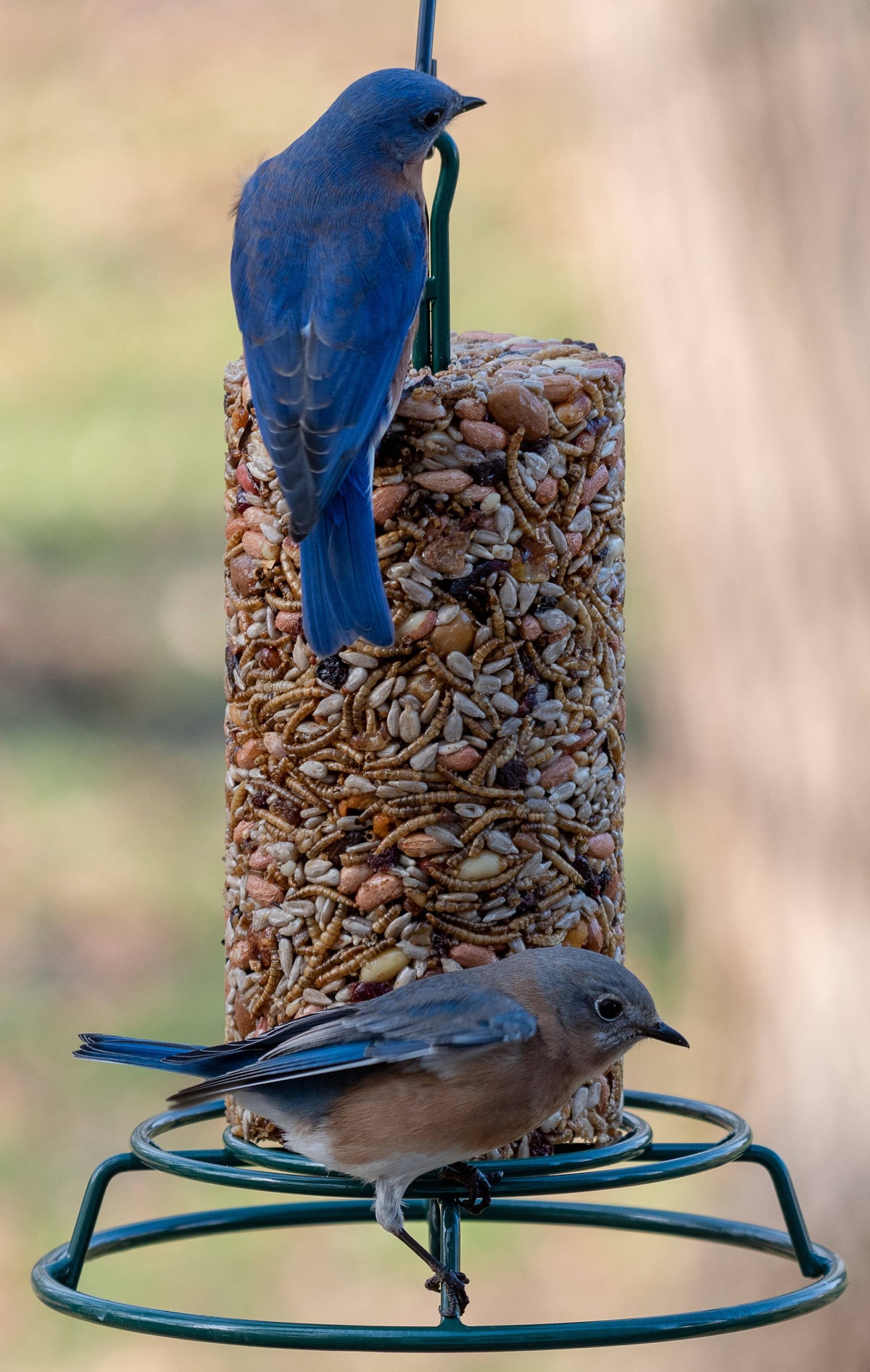 Bugs, Nuts, & Fruit Cylinder - Small